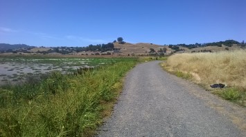 Photograph of purple flowers