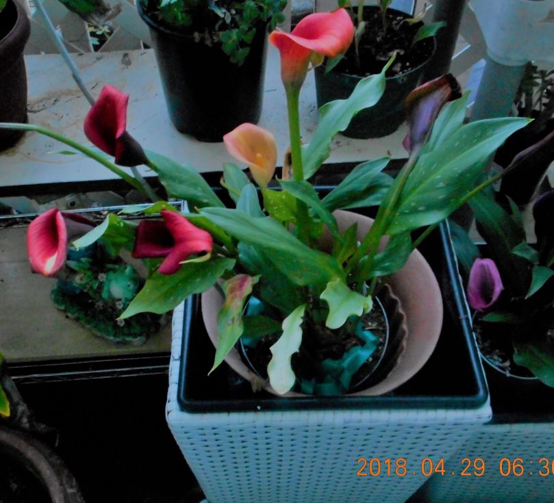Graphic of colored calla lillies