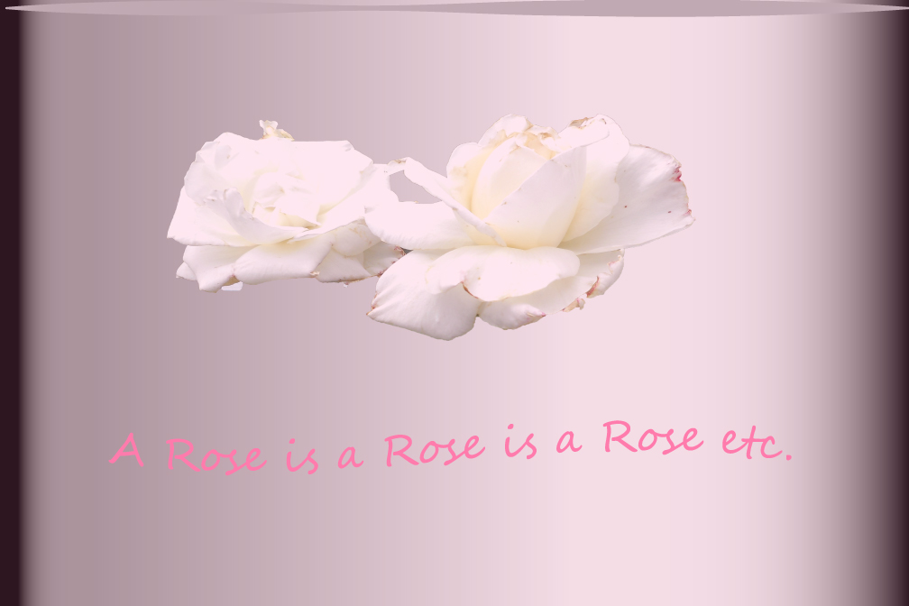 Graphic of white roses on gradiated background