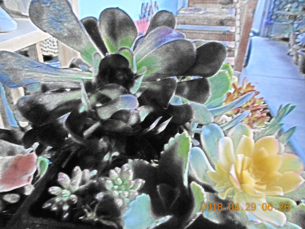 Image of succulents that uses an effect that make a photo look like a painting. Illustrates an experience that is not definite by concrete experience.